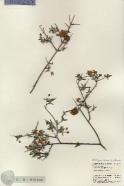 URN_catalog_HBHinton_herbarium_23369.jpg.jpg
