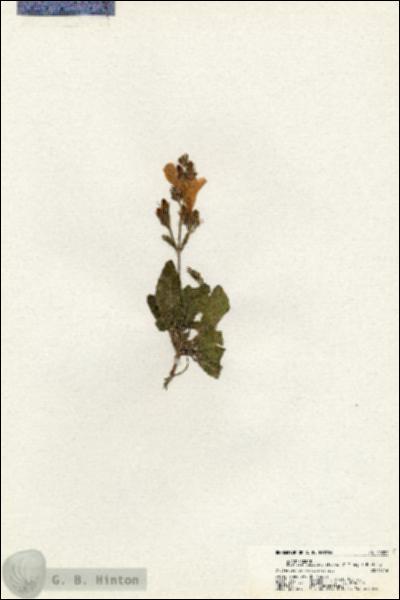 URN_catalog_HBHinton_herbarium_20390.jpg.jpg