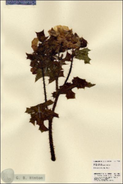 URN_catalog_HBHinton_herbarium_21802.jpg.jpg