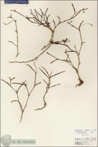 URN_catalog_HBHinton_herbarium_25725.jpg.jpg