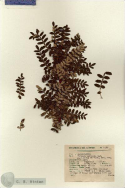 URN_catalog_HBHinton_herbarium_9193.jpg.jpg