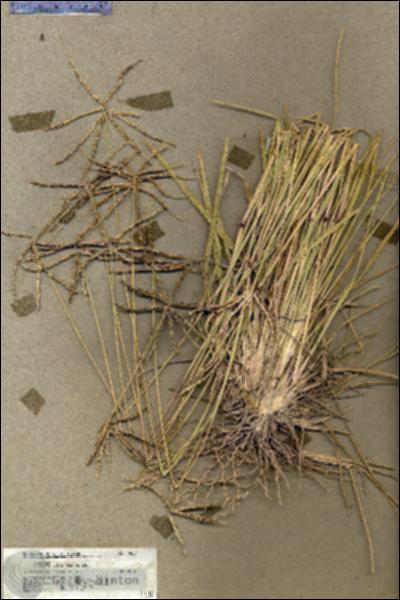 URN_catalog_HBHinton_herbarium_19554.jpg.jpg