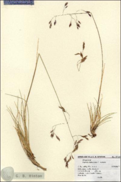 URN_catalog_HBHinton_herbarium_17243.jpg.jpg