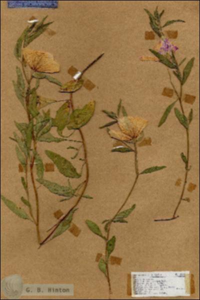 URN_catalog_HBHinton_herbarium_18263.jpg.jpg