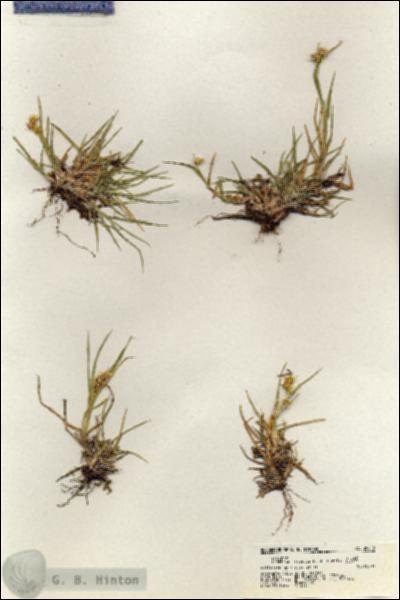 URN_catalog_HBHinton_herbarium_20612.jpg.jpg