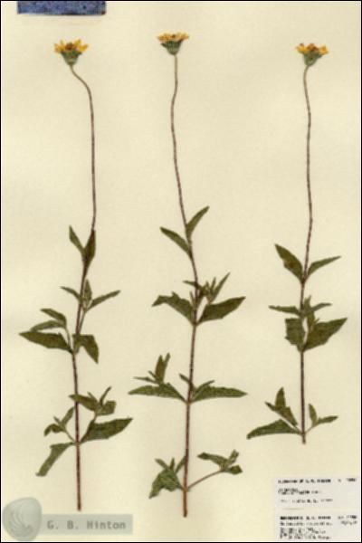 URN_catalog_HBHinton_herbarium_22856.jpg.jpg