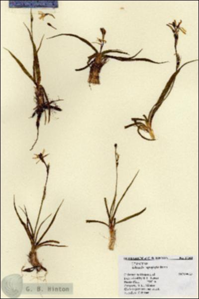URN_catalog_HBHinton_herbarium_17364.jpg.jpg