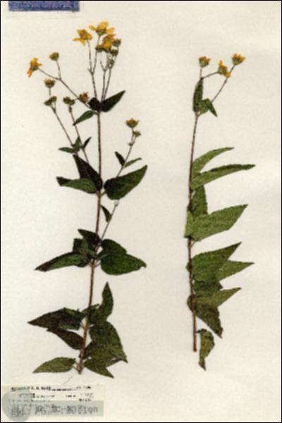 URN_catalog_HBHinton_herbarium_20788.jpg.jpg