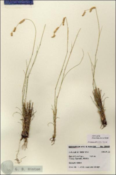 URN_catalog_HBHinton_herbarium_28449.jpg.jpg