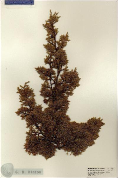 URN_catalog_HBHinton_herbarium_21756.jpg.jpg
