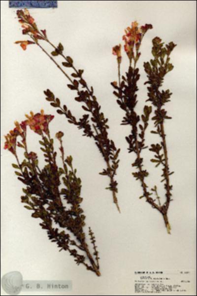 URN_catalog_HBHinton_herbarium_20317.jpg.jpg