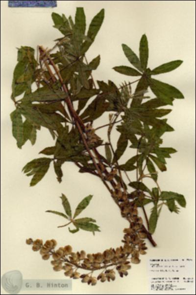 URN_catalog_HBHinton_herbarium_23456.jpg.jpg