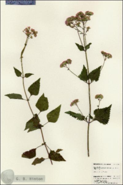 URN_catalog_HBHinton_herbarium_25061.jpg.jpg