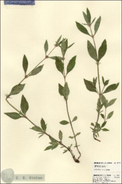 URN_catalog_HBHinton_herbarium_23297.jpg.jpg