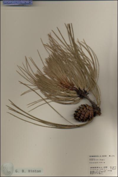 URN_catalog_HBHinton_herbarium_24461.jpg.jpg
