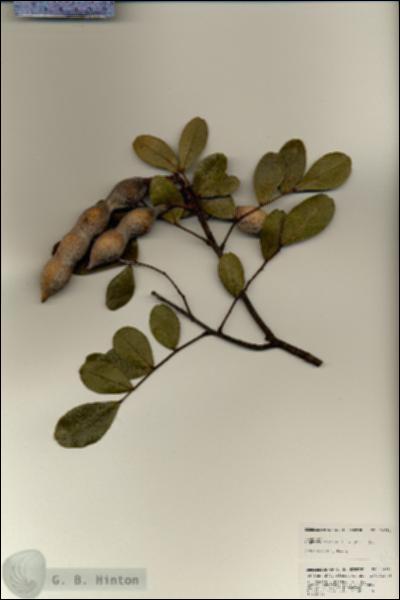 URN_catalog_HBHinton_herbarium_24981.jpg.jpg