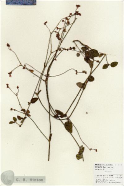 URN_catalog_HBHinton_herbarium_25978.jpg.jpg