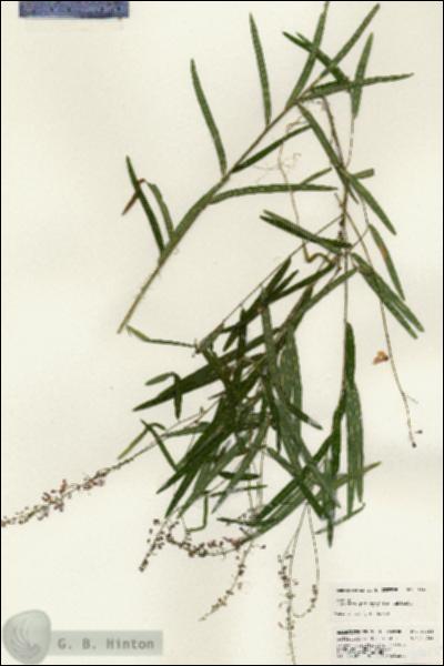 URN_catalog_HBHinton_herbarium_24655.jpg.jpg