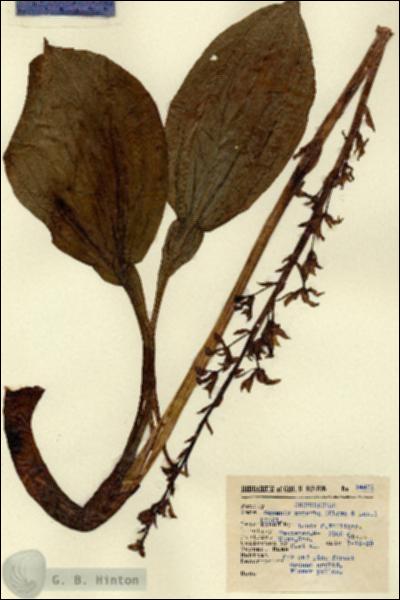 URN_catalog_HBHinton_herbarium_14431.jpg.jpg