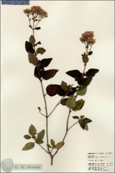URN_catalog_HBHinton_herbarium_23922.jpg.jpg