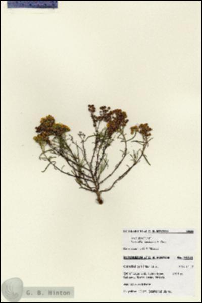 URN_catalog_HBHinton_herbarium_28048.jpg.jpg