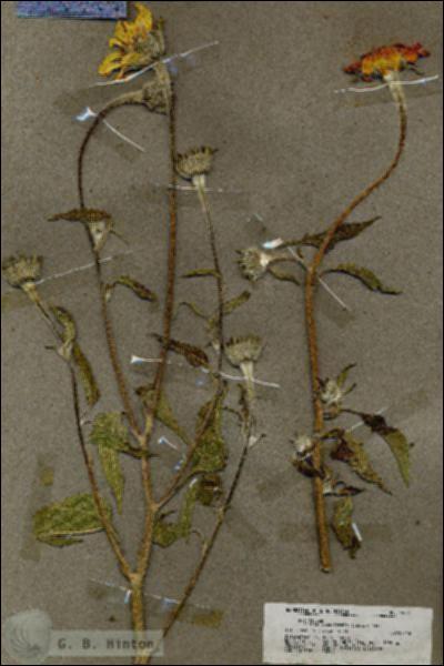 URN_catalog_HBHinton_herbarium_19724.jpg.jpg