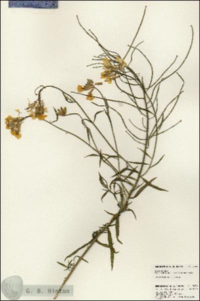URN_catalog_HBHinton_herbarium_24344.jpg.jpg