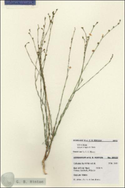 URN_catalog_HBHinton_herbarium_28552.jpg.jpg