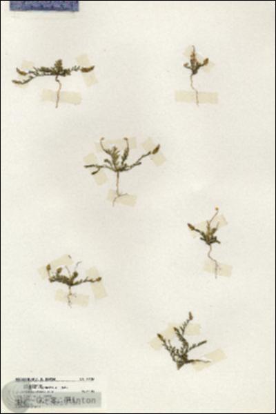 URN_catalog_HBHinton_herbarium_20126.jpg.jpg