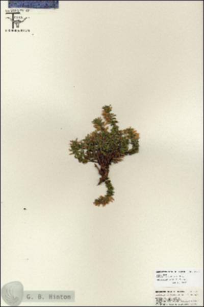 URN_catalog_HBHinton_herbarium_25766.jpg.jpg