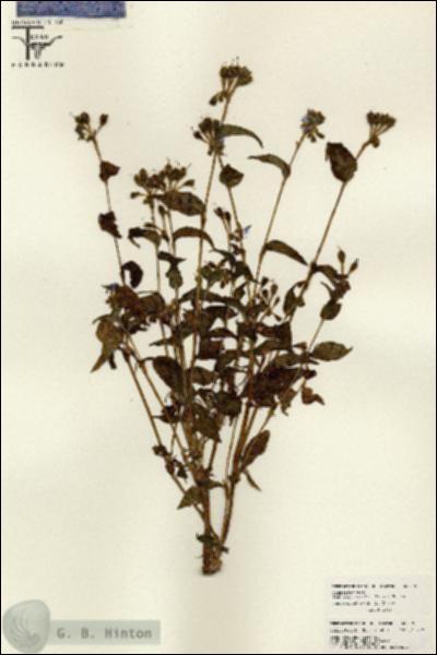URN_catalog_HBHinton_herbarium_26011.jpg.jpg