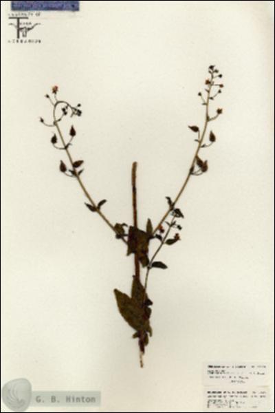 URN_catalog_HBHinton_herbarium_26513.jpg.jpg
