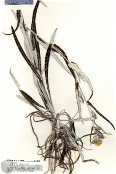 URN_catalog_HBHinton_herbarium_20267.jpg.jpg