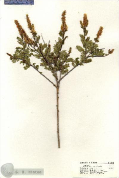 URN_catalog_HBHinton_herbarium_20608.jpg.jpg