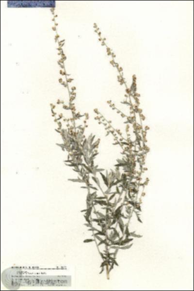 URN_catalog_HBHinton_herbarium_20815.jpg.jpg