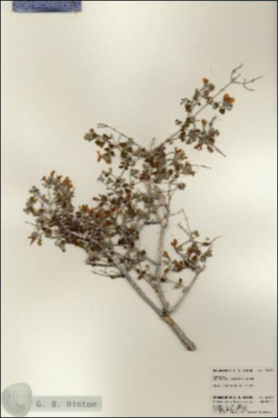 URN_catalog_HBHinton_herbarium_23180.jpg.jpg