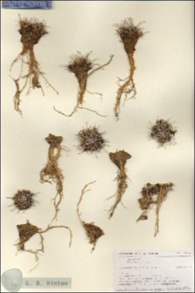 URN_catalog_HBHinton_herbarium_27166.jpg.jpg