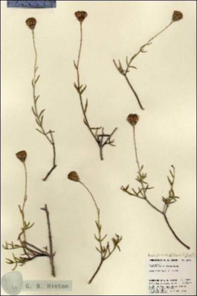 URN_catalog_HBHinton_herbarium_22702.jpg.jpg