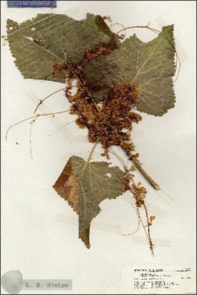 URN_catalog_HBHinton_herbarium_20029.jpg.jpg