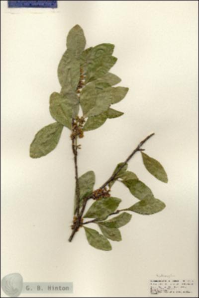 URN_catalog_HBHinton_herbarium_25255.jpg.jpg