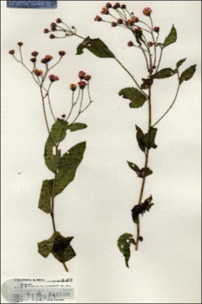URN_catalog_HBHinton_herbarium_20545.jpg.jpg