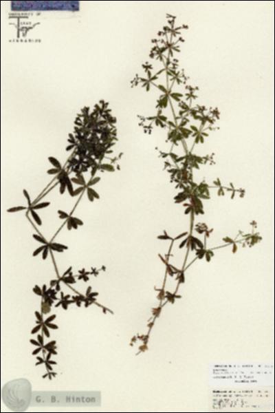 URN_catalog_HBHinton_herbarium_26753.jpg.jpg