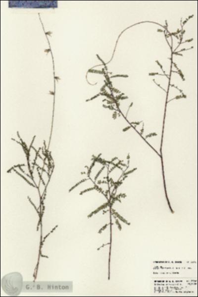 URN_catalog_HBHinton_herbarium_23746.jpg.jpg