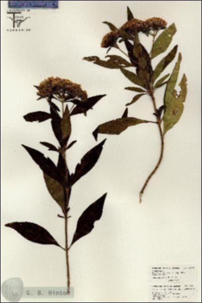 URN_catalog_HBHinton_herbarium_26307.jpg.jpg