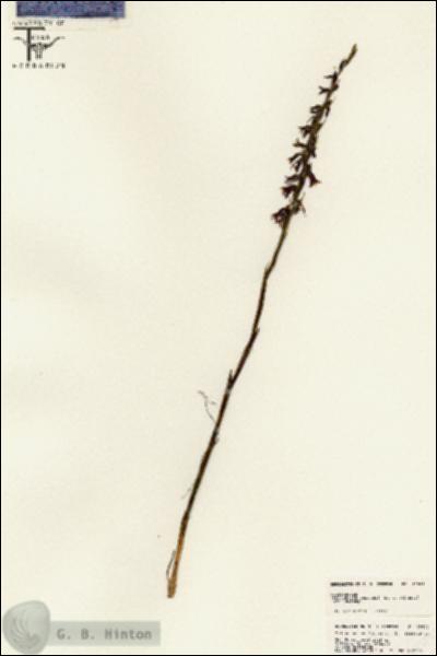 URN_catalog_HBHinton_herbarium_25502.jpg.jpg