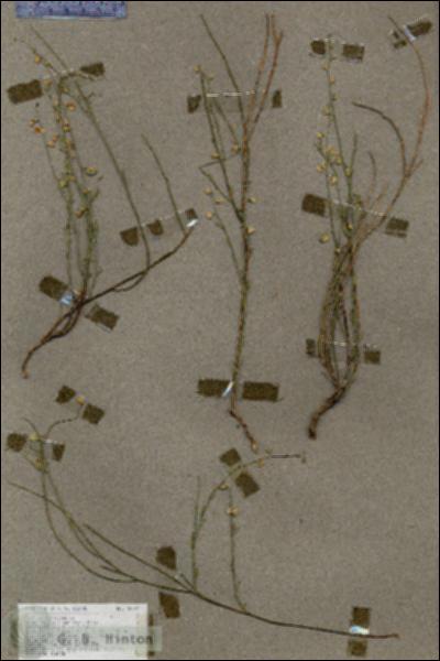URN_catalog_HBHinton_herbarium_18707.jpg.jpg