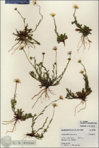 URN_catalog_HBHinton_herbarium_27182.jpg.jpg