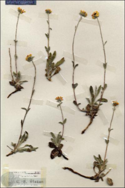 URN_catalog_HBHinton_herbarium_18673.jpg.jpg
