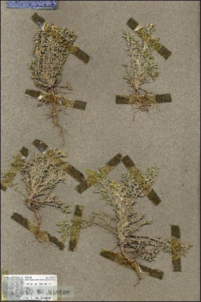 URN_catalog_HBHinton_herbarium_19427.jpg.jpg
