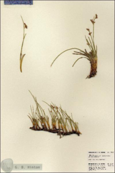 URN_catalog_HBHinton_herbarium_22797.jpg.jpg